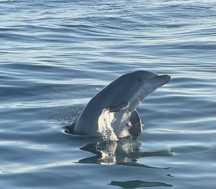 Christmas Eve Sunset Cruise
