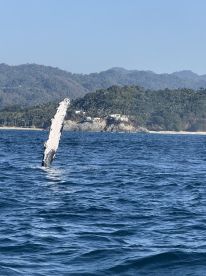 Great Whale Watching