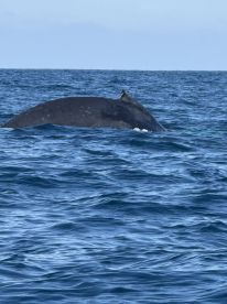 Great Whale Watching