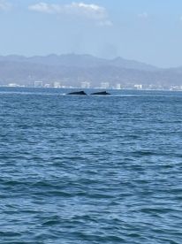 Captain Mitchell is great!