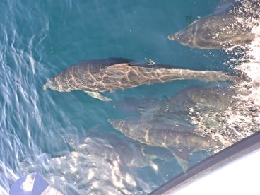 Full Day Center Console Rental