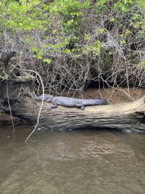 Pontoon boat trip with Captain Todd on waccamaw 