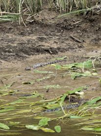 Pontoon boat trip with Captain Todd on waccamaw 