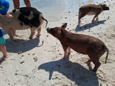 See the Bahamas from your own private boat