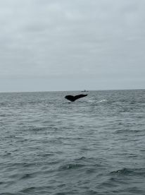 While watching and fishing