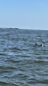 Amazing dolphin and boat tour 