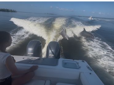 Perfect morning playing with dolphins