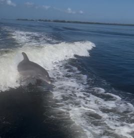 Perfect morning playing with dolphins