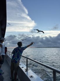 Dolphin Sunset cruise 
