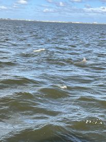 Great Experience! So many dolphins!