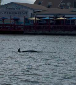 Boat Tour to Shell Island
