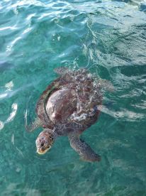 great snorkeling trip