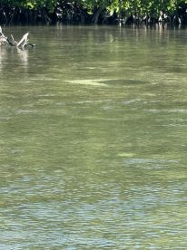 Great experience, awesome captain 