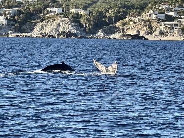 Luxurious boat for whale watching and fishing.
