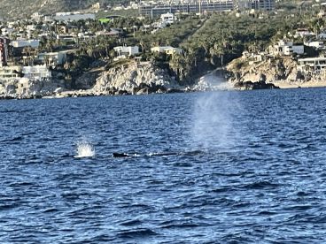 Luxurious boat for whale watching and fishing.