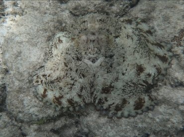 Can you guess what this is?