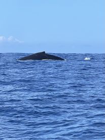 Whales, whales, whales!