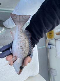 Hooking a fish about every 2 minutes!