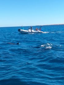 Trip with sunny city tours