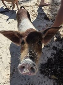 Went to see the pigs 