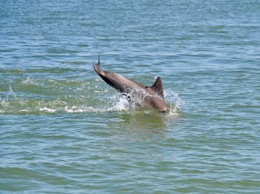 Bravo to Captain Brett