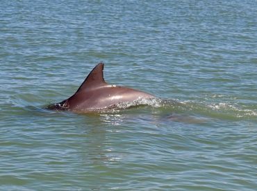 Bravo to Captain Brett