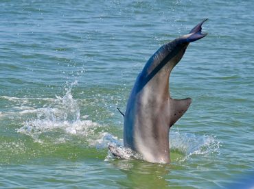 Bravo to Captain Brett