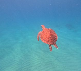 Great snorkeling tour