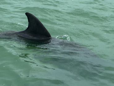 Great Captain and Good Time