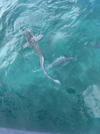 Relaxing fun adventure in beautiful PR!