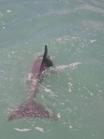 Kevin and the trip were perfect!